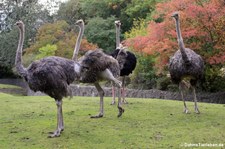 Südafrikanische Strauße (Struthio camelus australis) im Zoo Berlin