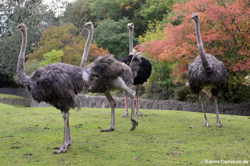 Südafrikanische Strauße (Struthio camelus australis)