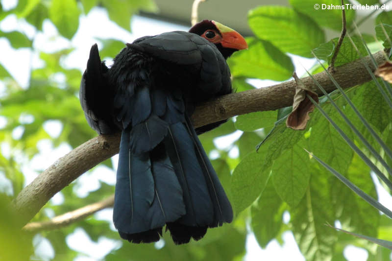 Schildturako (Tauraco violaceus)