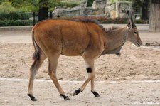 Elenantilope (Taurotragus oryx) im Zoo Berlin