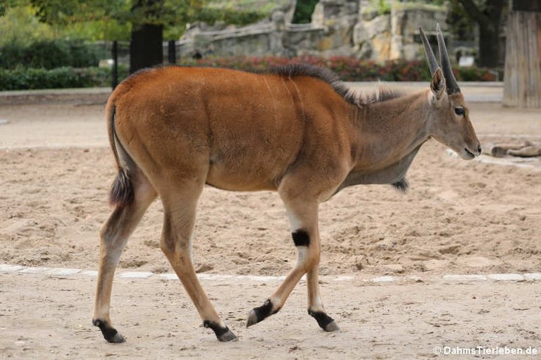 Taurotragus oryx