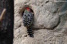 Flammenkopf-Bartvogel (Trachyphonus erythrocephalus) im Zoo Berlin