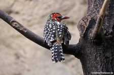 Flammenkopf-Bartvogel (Trachyphonus erythrocephalus) im Zoo Berlin