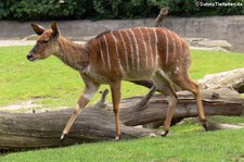 weibl. Nyala (Tragelaphus angasii) im Zoo Berlin