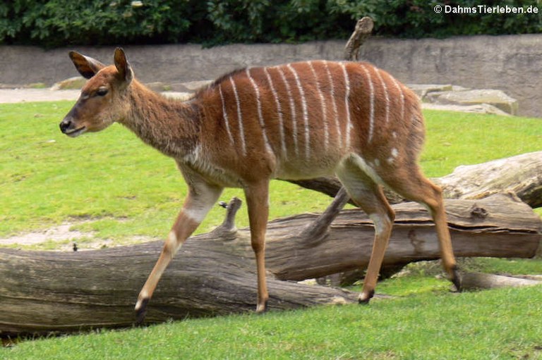 Tragelaphus angasii