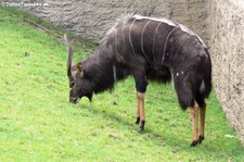 männl. Nyala (Tragelaphus angasii) im Zoo Berlin