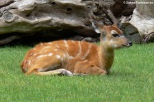 Wald-Sitatunga (Tragelaphus spekii gratus) im Zoo Berlin