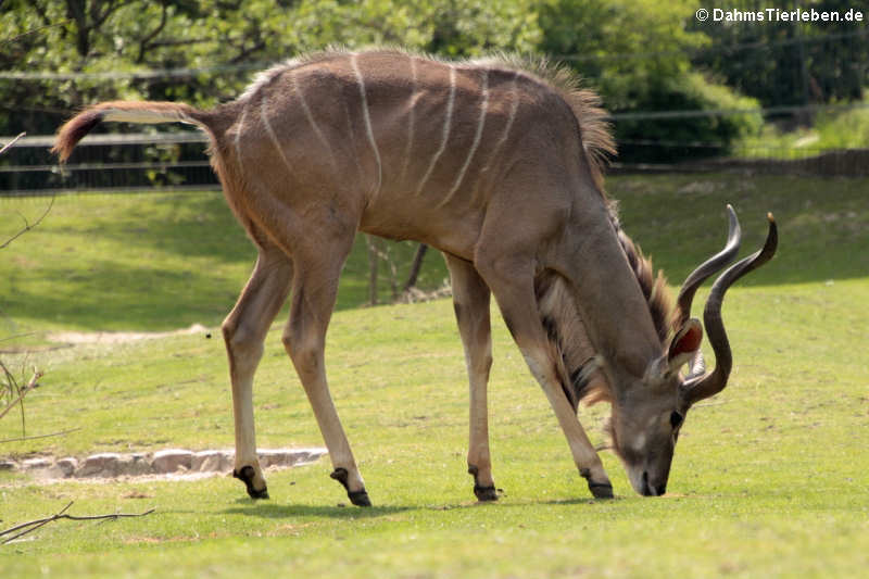 Großer Kudu (Tragelaphus strepsiceros)