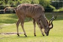 Tragelaphus strepsiceros