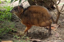 Kleinkantschil (Tragulus kanchil) im Zoo Berlin