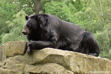 Kragenbär (Ursus thibetanus) im Zoo Berlin