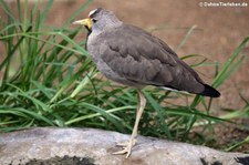 Senegal-Kiebitz (Vanellus senegallus) im Zoo Berlin