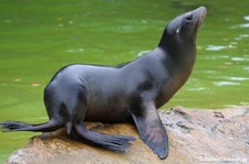 Kalifornischer Seelöwe (Zalophus californianus) im Zoo Berlin