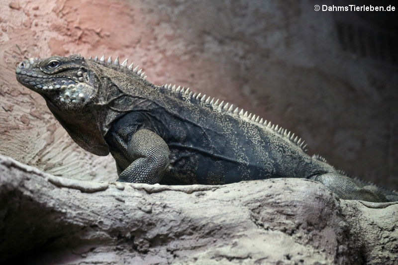 Cyclura nubila nubila