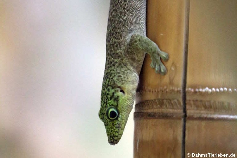 Phelsuma standingi