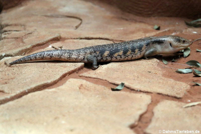 Tiliqua scincoides