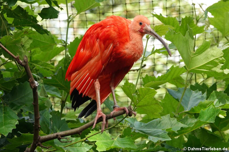 Eudocimus ruber