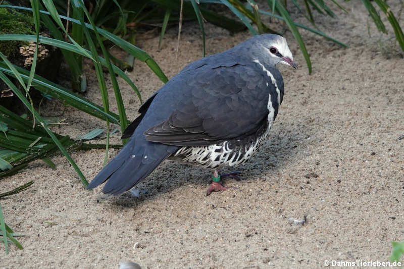 Leucosarcia melanoleuca