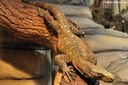 Varanus salvadorii