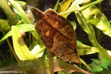 Blattfisch (Monocirrhus polyacanthus) im Aquazoo Löbbecke Museum Düsseldorf