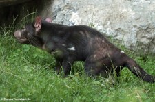 Beutelteufel (Sarcophilus harrisii) im Zoo Duisburg