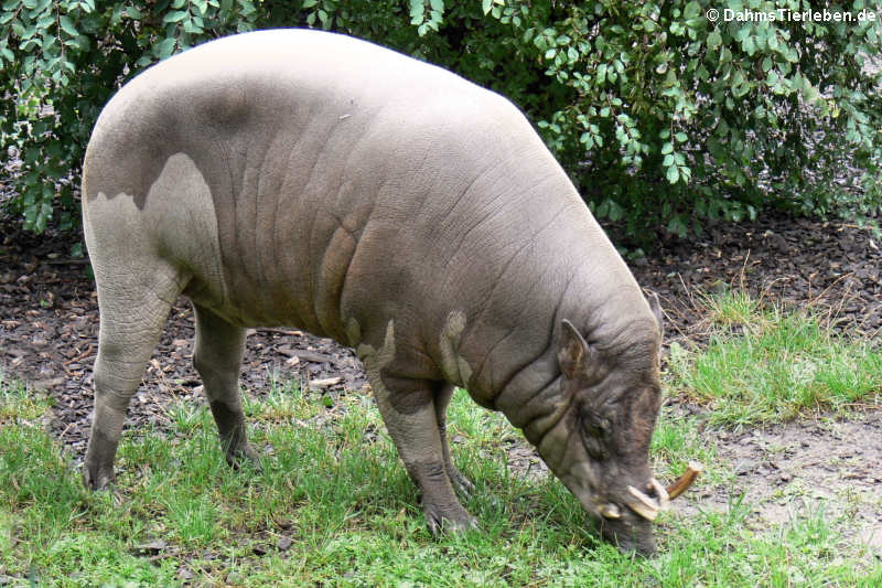 Sulawesi-Hirscheber (Babyrousa celebensis)