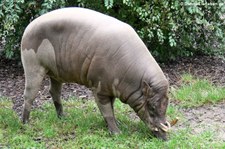 Sulawesi-Hirscheber (Babyrousa celebensis) im Zoo Frankfurt