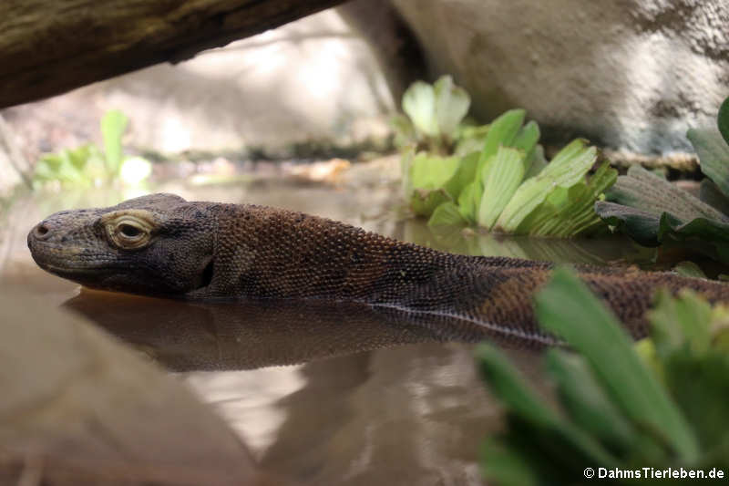 Varanus komodoensis