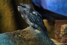 Eulenschalm (Podargus strigoides) im Zoo Frankfurt