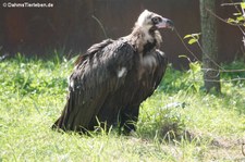 Mönchsgeier (Aegypius monachus) im GaiaZOO Kerkrade, Niederlande