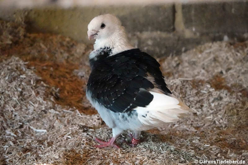 Altholländisches Mövchen (Columba livia f. domestica)