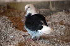 Altholländisches Mövchen (Columba livia f. domestica) im GaiaZOO Kerkrade, Niederlande