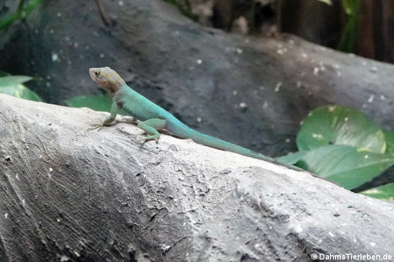 Guadeloupe-Anolis (Anolis marmoratus)