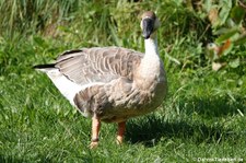 Schwanengans (Anser cygnoid) im GaiaZOO Kerkrade, Niederlande