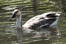 Schwanengans (Anser cygnoid) im GaiaZOO Kerkrade, Niederlande