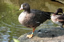 Zwerggans (Anser erythropus) im GaiaZOO Kerkrade, Niederlande