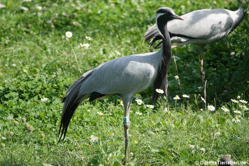 Jungfernkraniche (Anthropoides virgo)