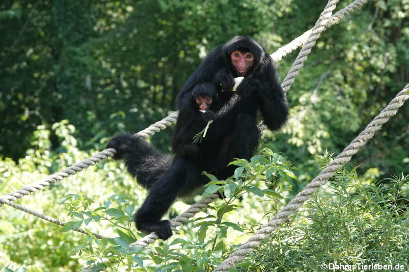 Rotgesicht-Klammeraffen (Ateles paniscus)