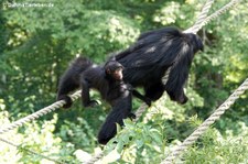 Rotgesicht-Klammeraffen (Ateles paniscus) im GaiaZOO Kerkrade, Niederlande