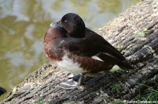 Baermoorente (Aythya baeri) im GaiaZOO Kerkrade, Niederlande