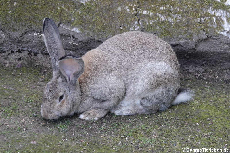 Riesenkaninchen (Belgischer Riese)