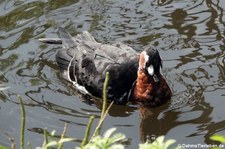 Rothalsgans (Branta ruficollis) im GaiaZOO Kerkrade, Niederlande