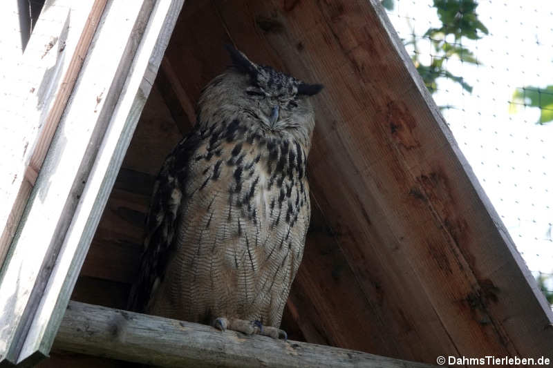 Europäischer Uhu (Bubo bubo bubo)