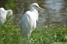 Kuhreiher (Bubulcus ibis) im GaiaZOO Kerkrade, Niederlande