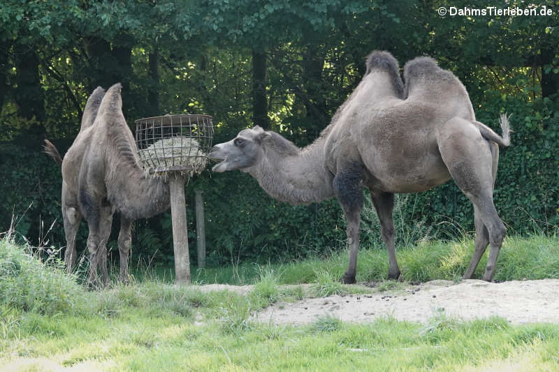 Trampeltiere (Camelus ferus f. bactrianus)