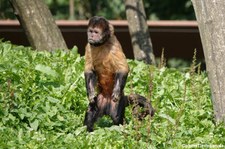 Gelbbrustkapuziner (Sapajus xanthosternos) im GaiaZOO Kerkrade, Niederlande