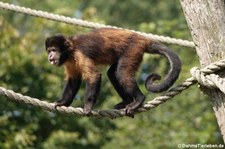 Gelbbrustkapuziner (Sapajus xanthosternos) im GaiaZOO Kerkrade, Niederlande