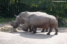 Südliche Breitmaulnashörner (Ceratotherium simum simum) im GaiaZOO Kerkrade, Niederlande