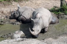 Südliche Breitmaulnashörner (Ceratotherium simum simum) im GaiaZOO Kerkrade, Niederlande