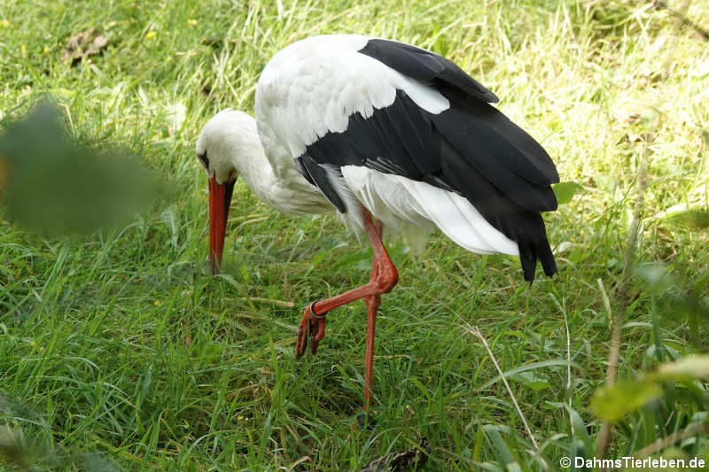 Weißstorch (Ciconia ciconia)